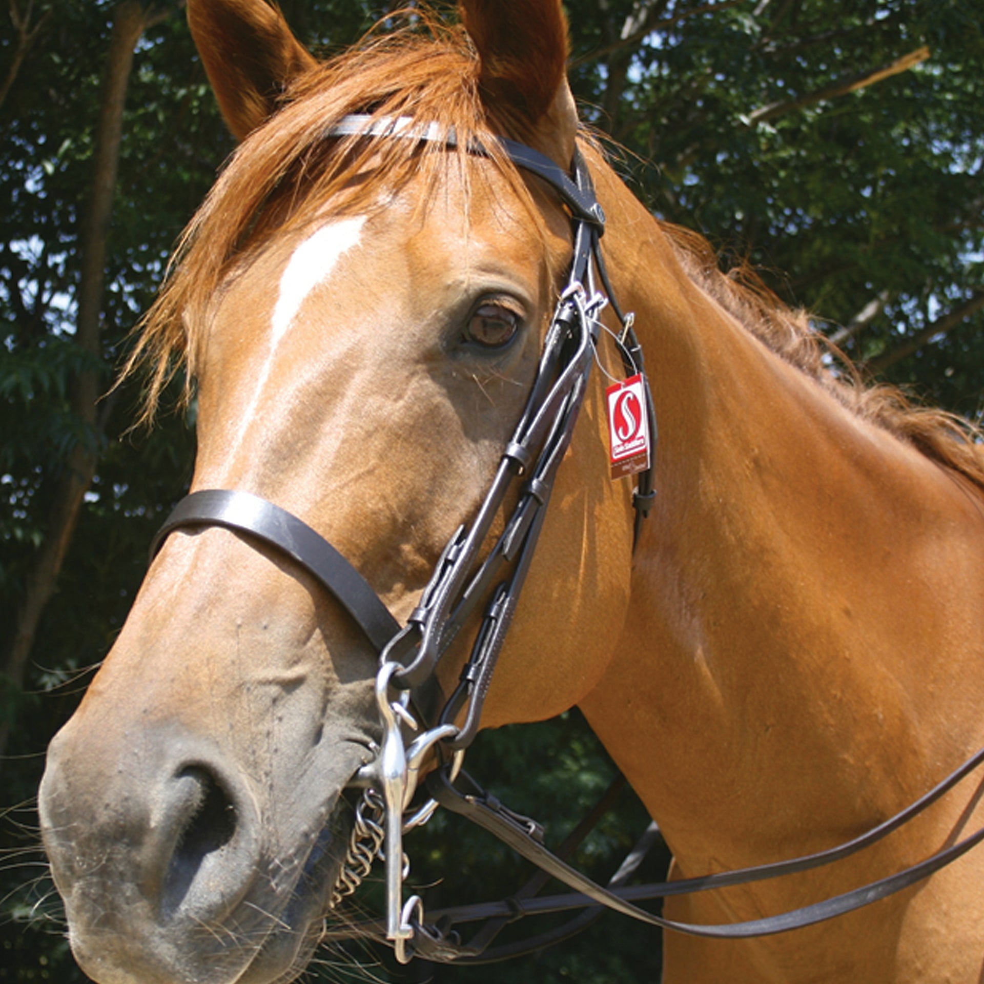 Bridle Double Flat Leather Solo